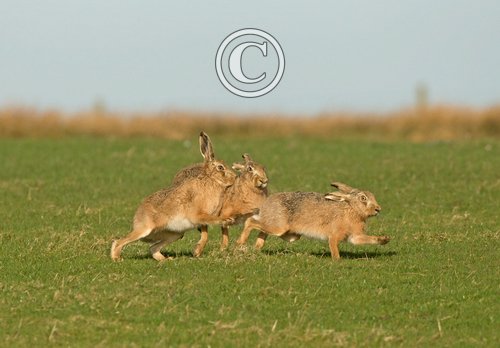    Brown Hares DM2026